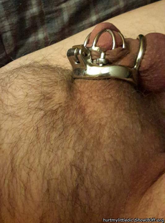 Photo of a cavalier from hurtmylittledic