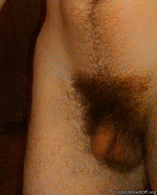 Photo of a bat from Timbo