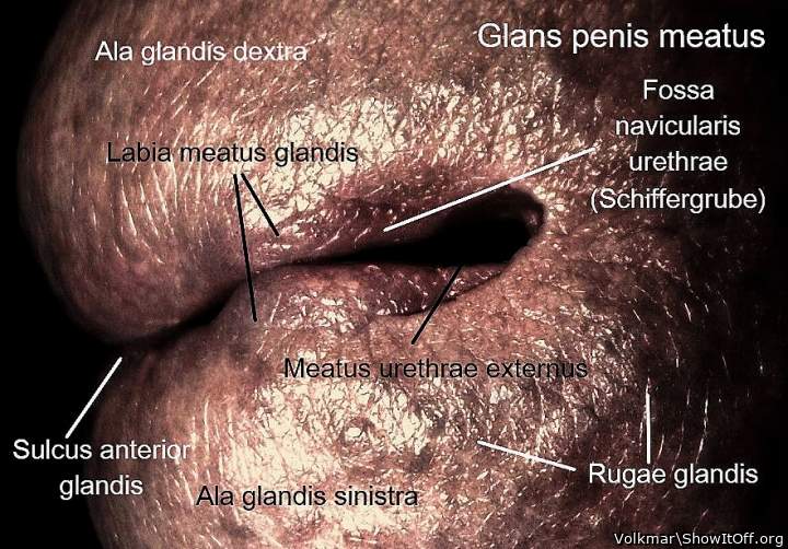 Lesson in male anatomy 1