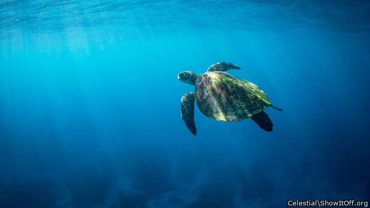 Heading Straight to Turtle Island.