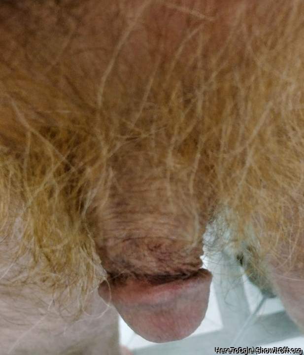 Photo of a lizard from HereToOgle