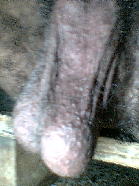 Testicles Photo from luvmycock