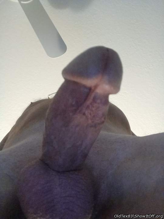 Photo of a lizard from OldTex83