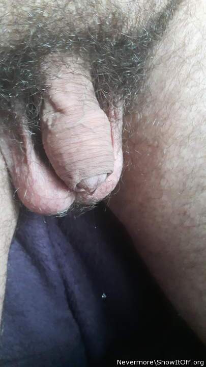 Soft hairy cock dripping precum