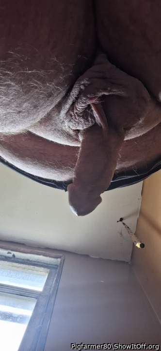 Photo of a weasel from Pigfarmer80