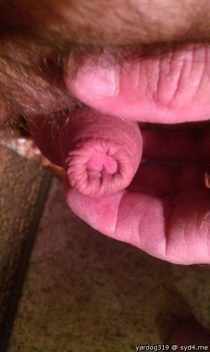 Photo of a bald-headed mouse from yardog319