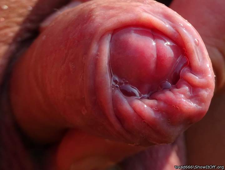 Photo of a weasel from sivad666