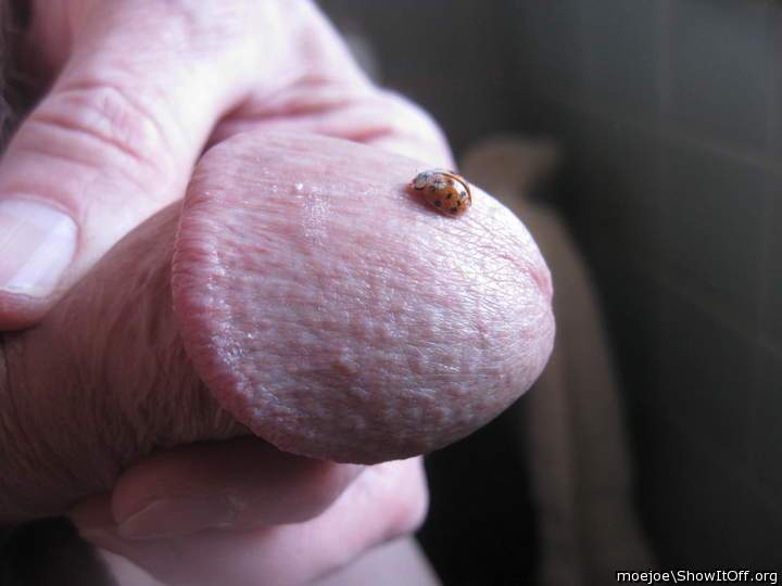 Bug on a head.....
