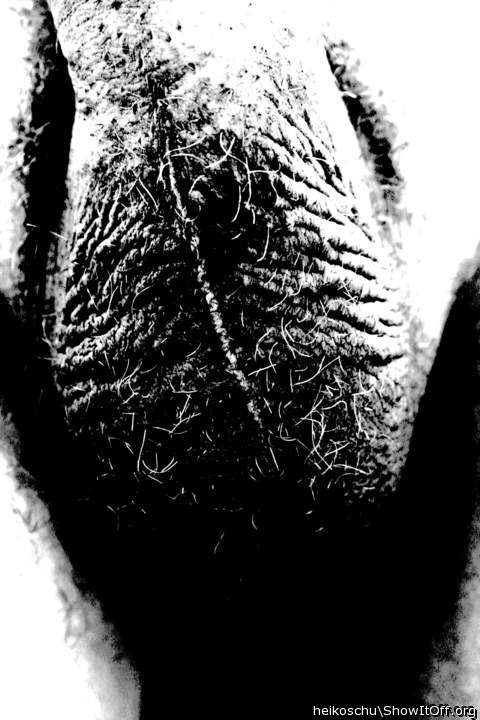 Testicles Photo from heikoschu
