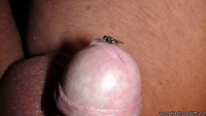 Photo of a third leg from somna54