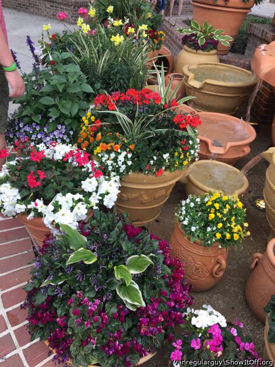 Potted Plants