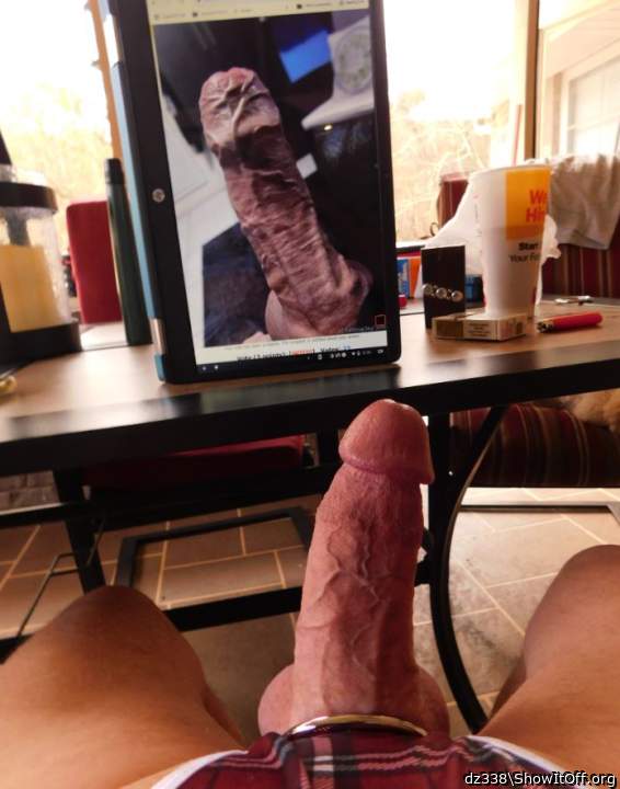 Two beautiful cocks!!    