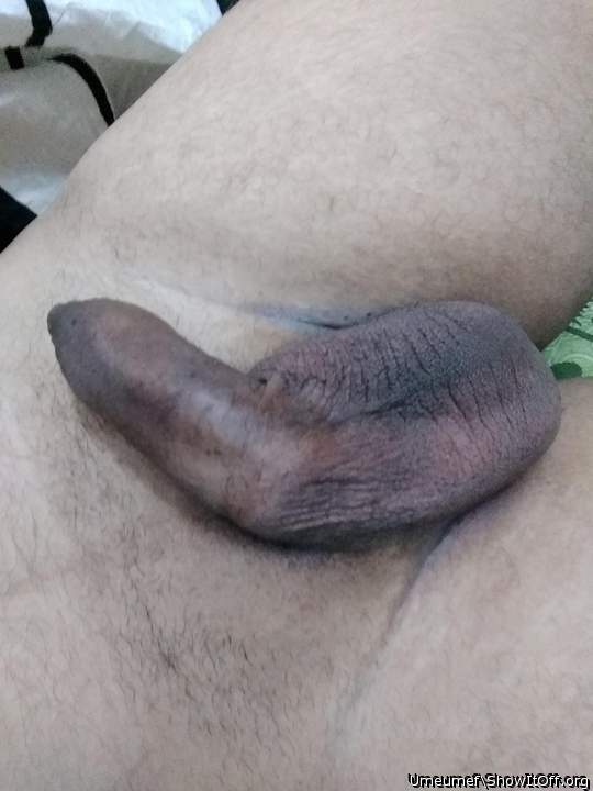 Photo of a lizard from umeumef