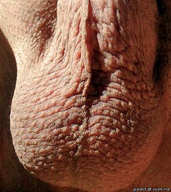 Delicious looking balls lick, lick, lick...