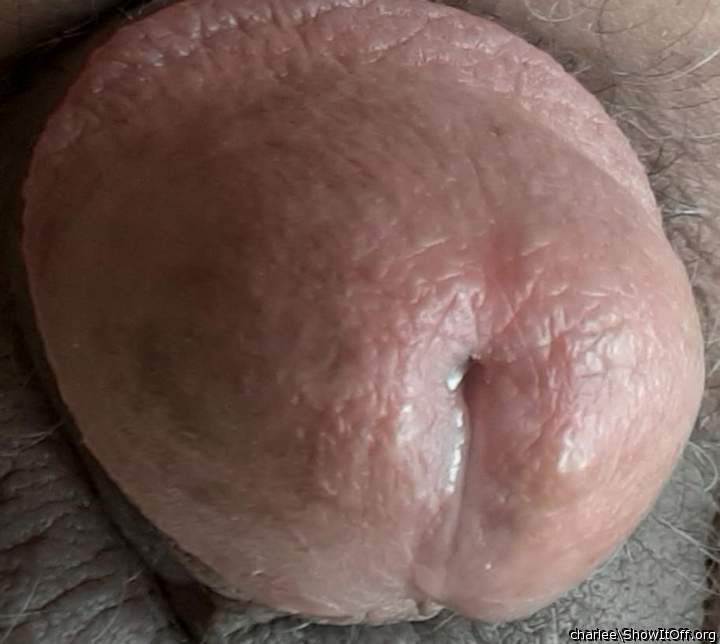 Photo of a bald-headed mouse from charlee