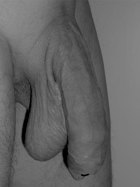 Photo of a weasel from RedShirt