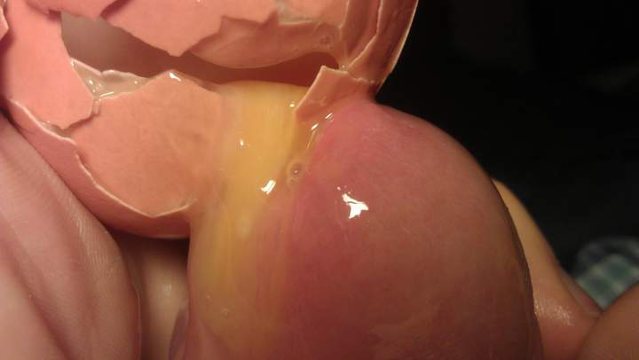 Photo of a dong from Vanillacum