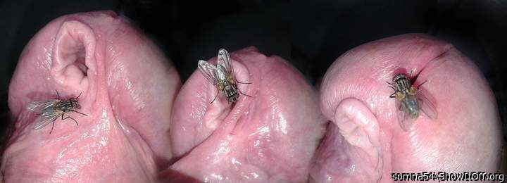fly and PA hole