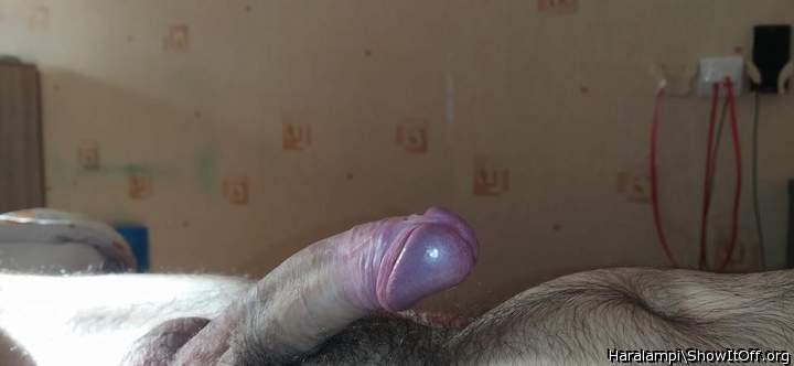 Photo of a bat from Haralampi