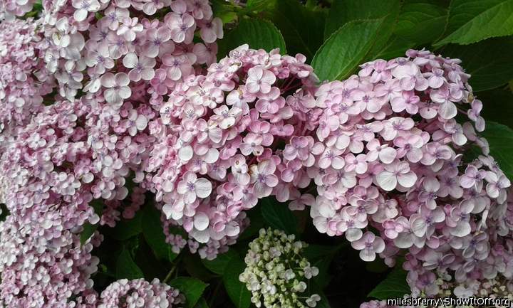 More flowers