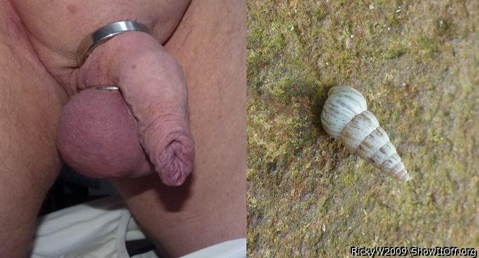 Two Winkles