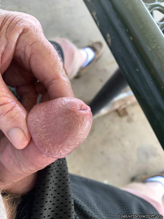 Photo of a python from Toeluvr