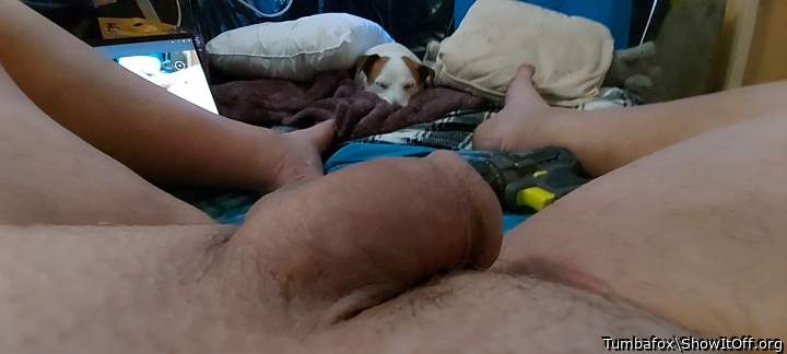 My Jack Russell