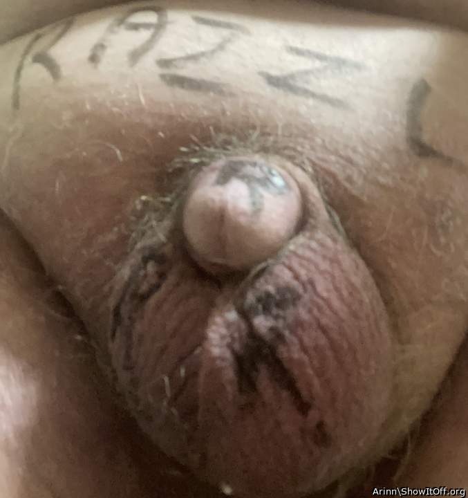 Photo of a lizard from Arinn