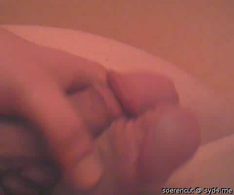 Photo of a lizard from Soerencut