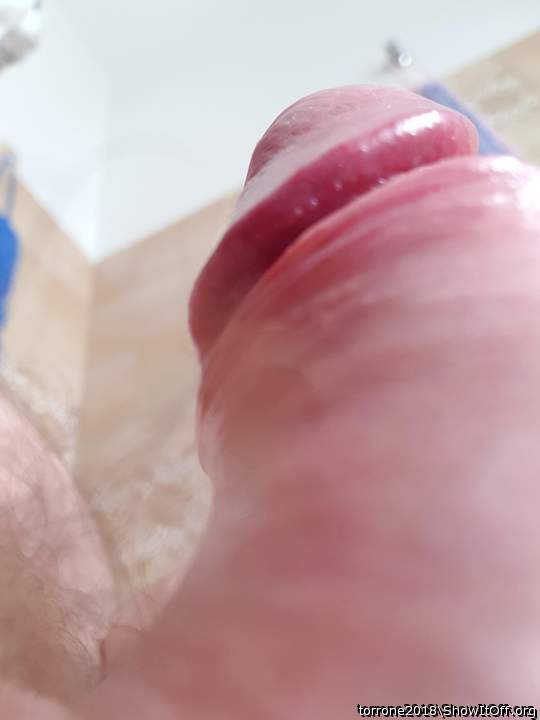 Photo of a bat from torrone2018