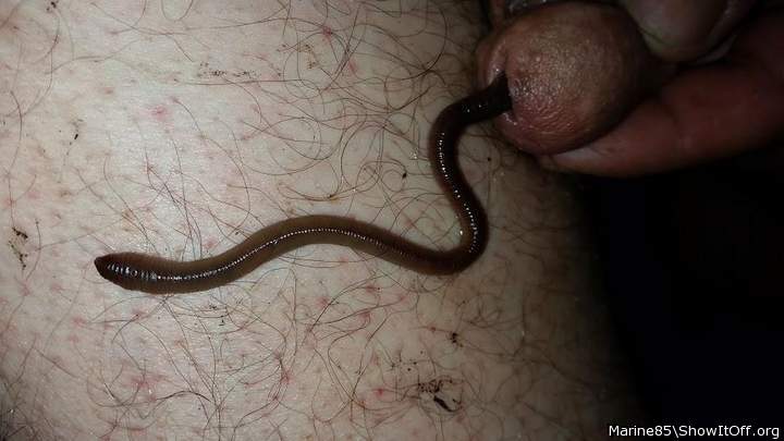 Medium worm