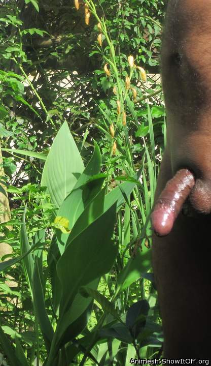 Photo of a pocket rocket from Animesh