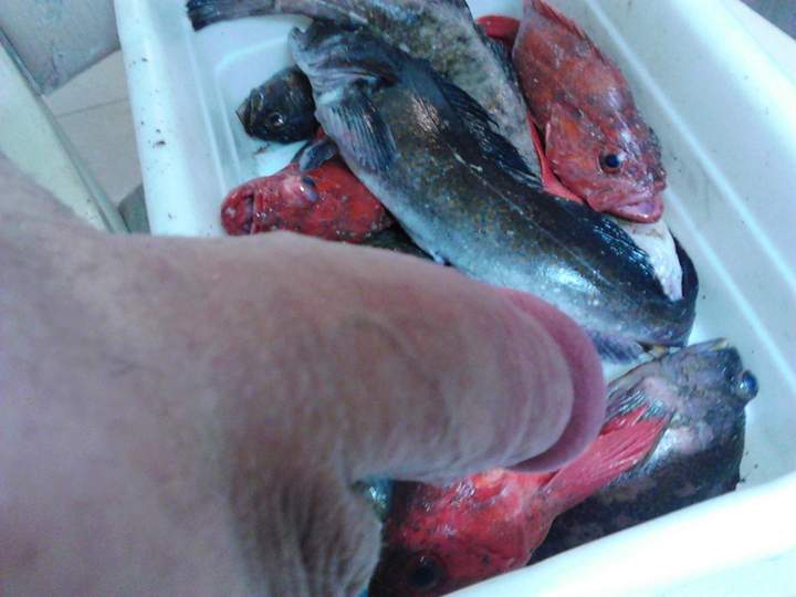 Photo of a bald-headed mouse from fish4free