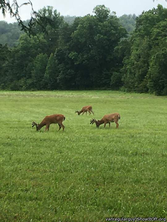 Yep sure was, this was Smoky Mountains visit.