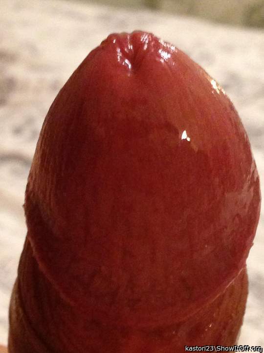 Photo of a cavalier from kastori23