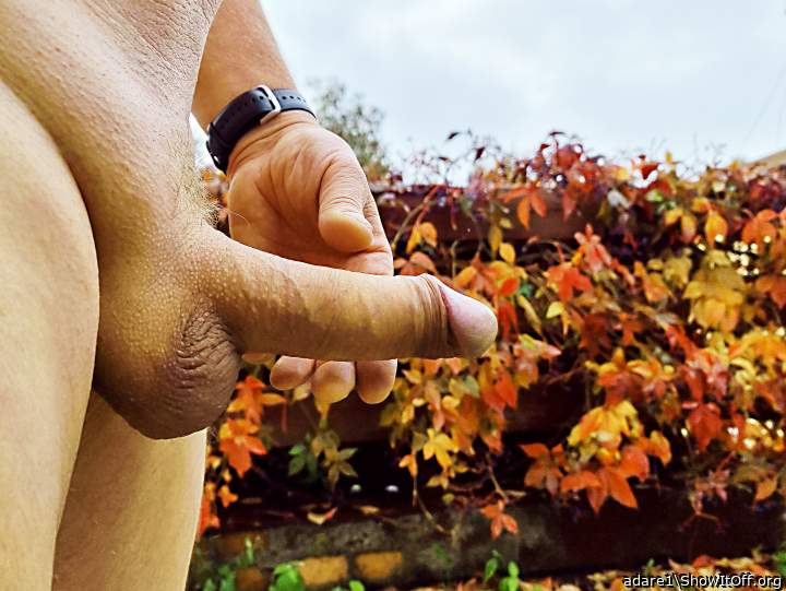 Autumn outside the window