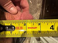 penis