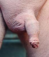dick pic
