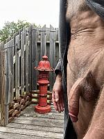 cock image